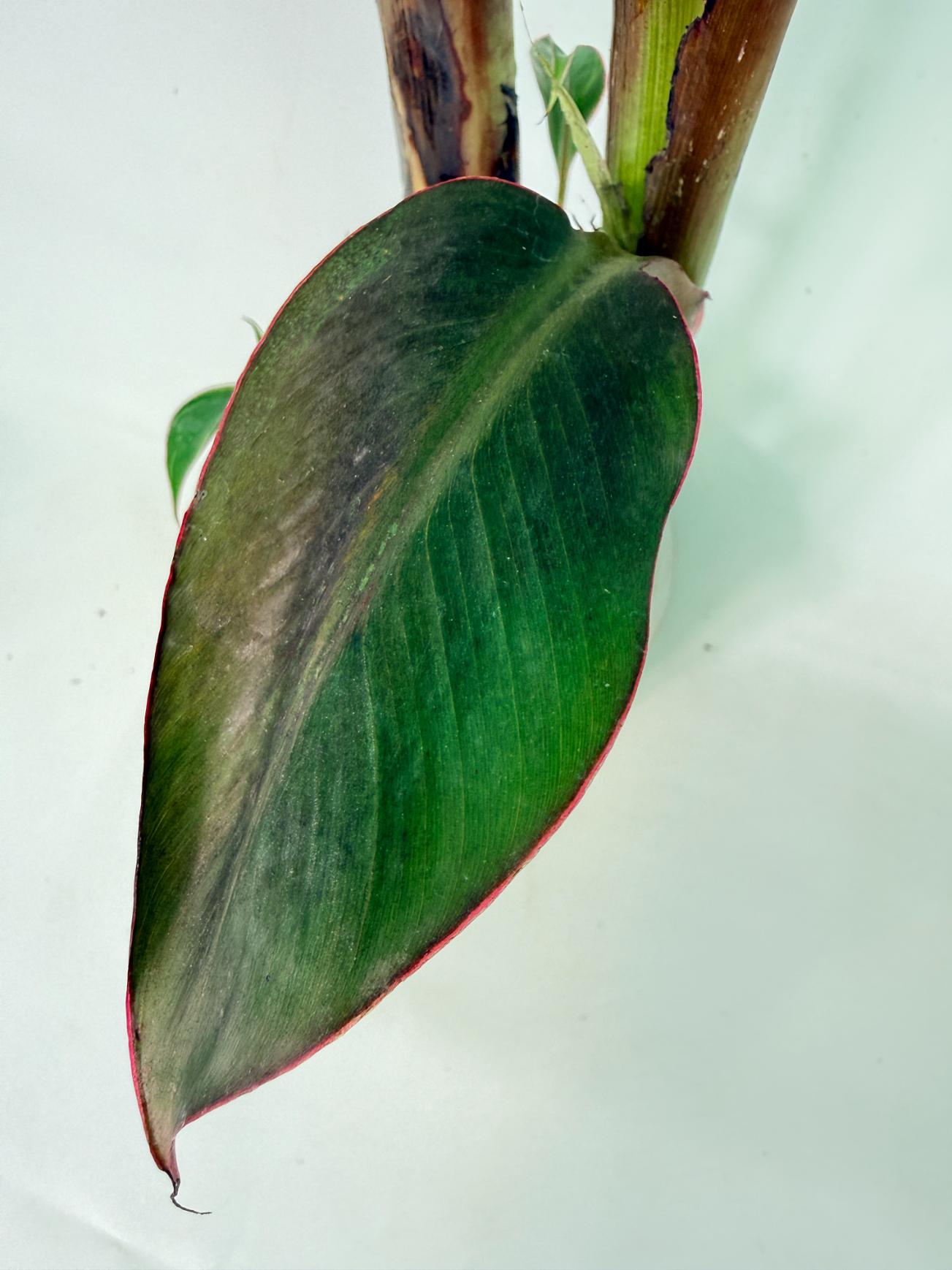 Musa banana nono variegata 7