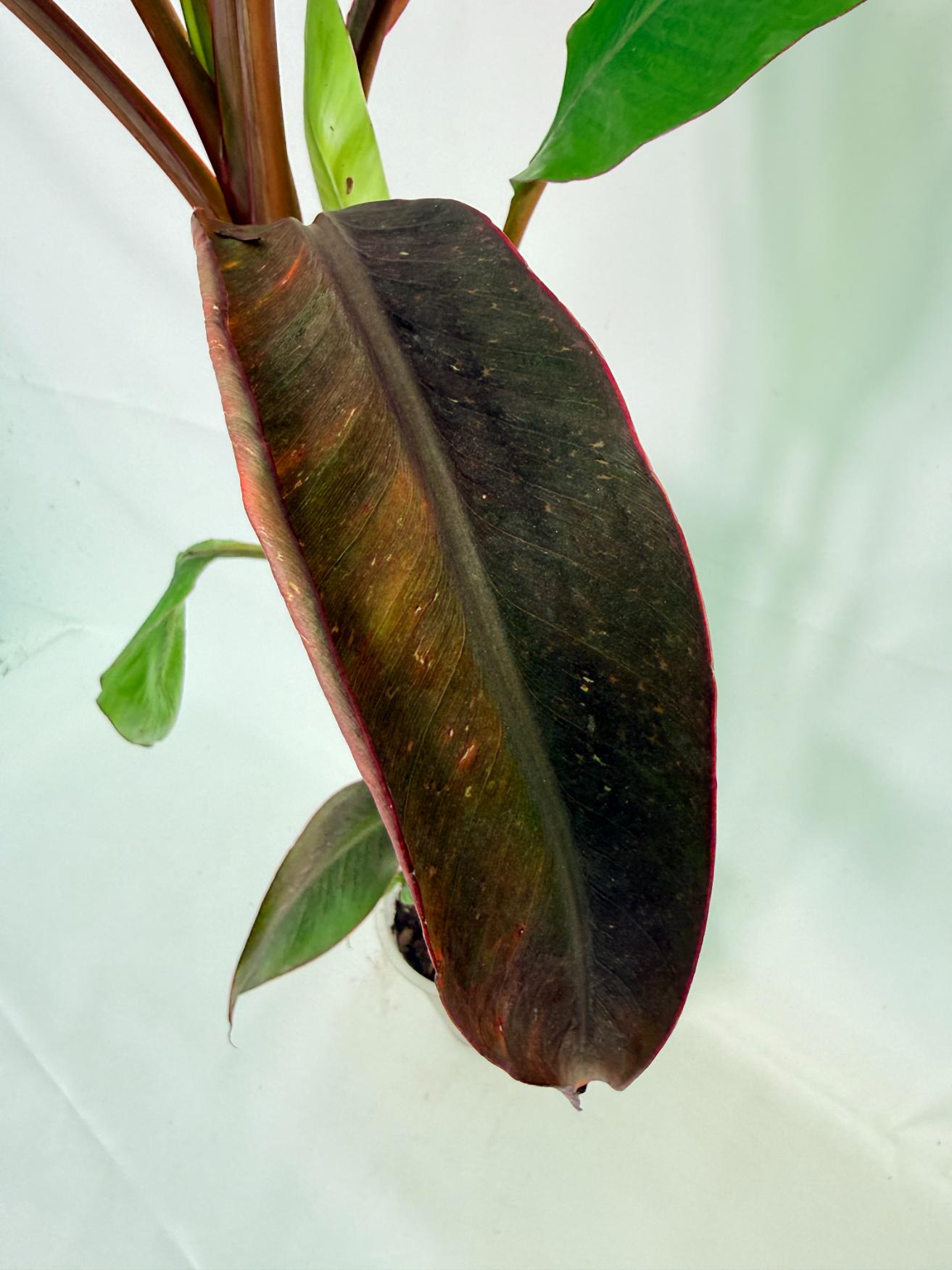 Musa banana nono variegata 8