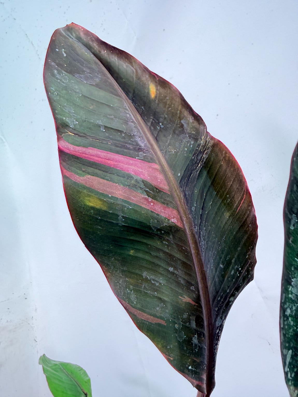 Musa banana nono variegata 5
