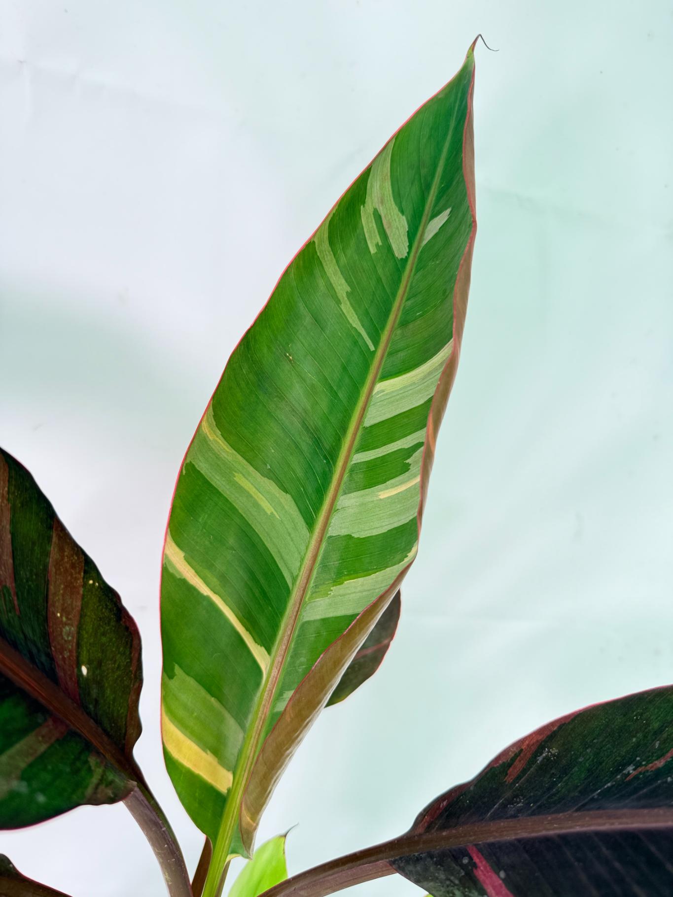 Musa banana nono variegata 10