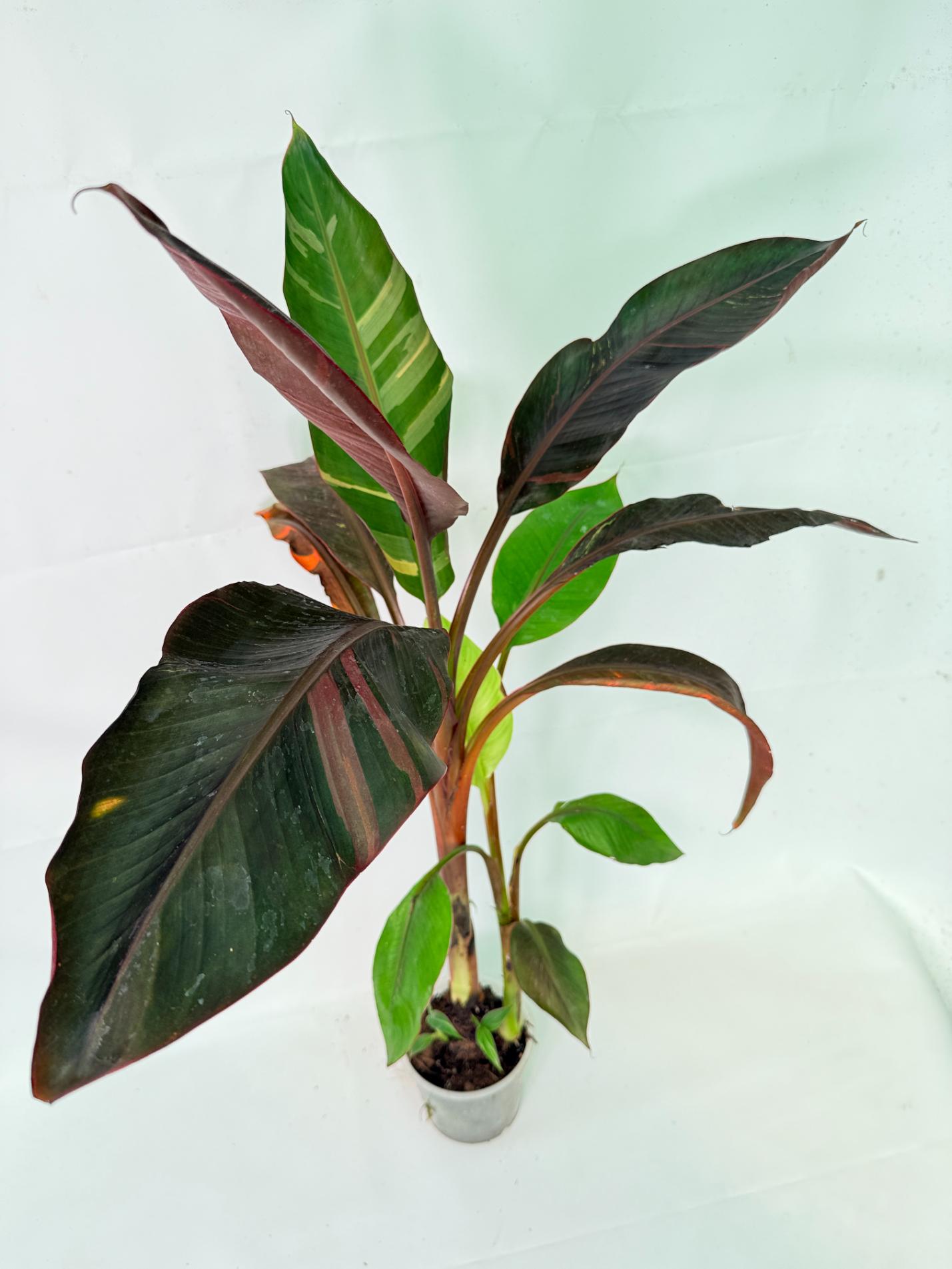 Musa banana nono variegata 4