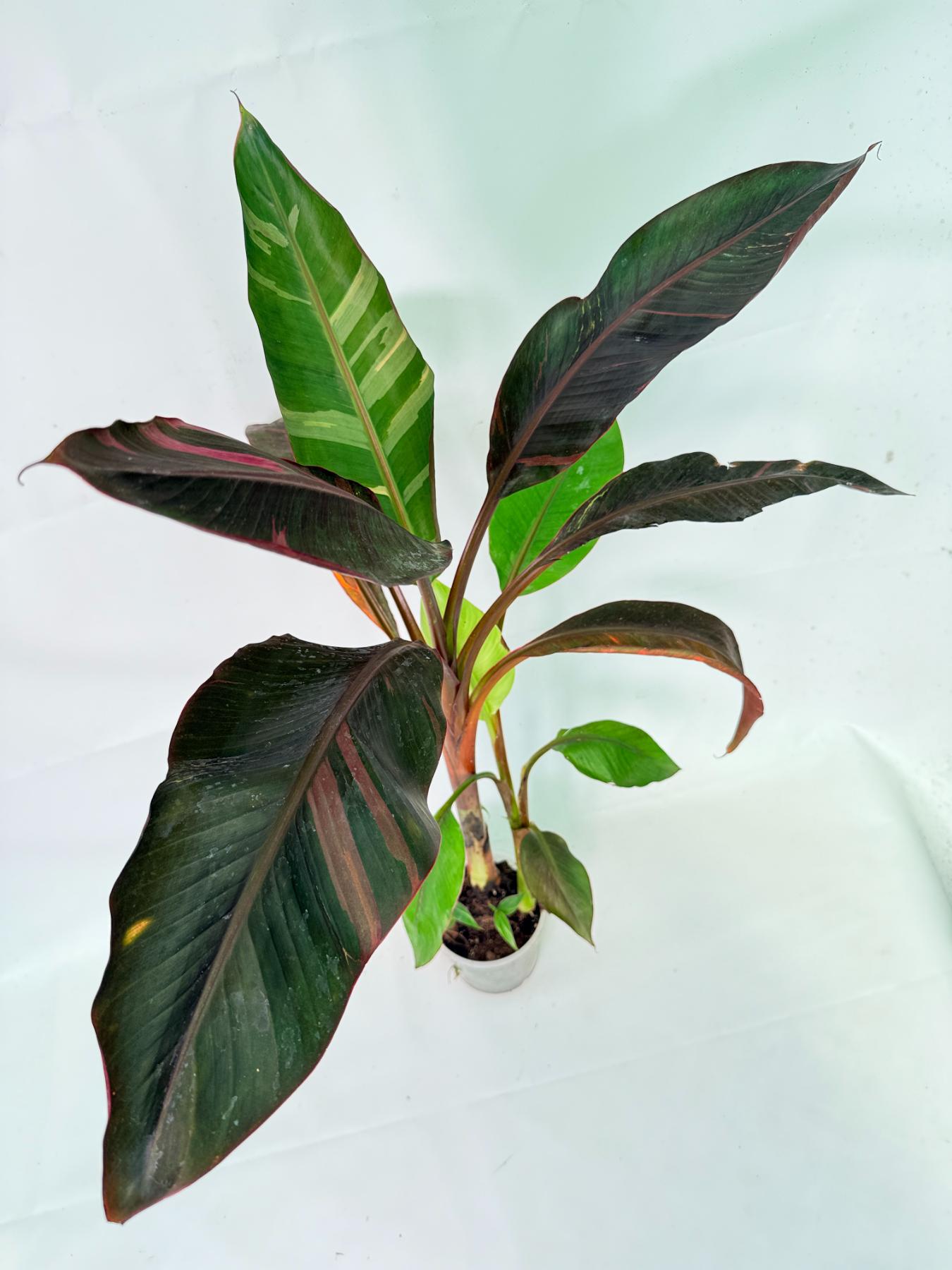 Musa banana nono variegata 6