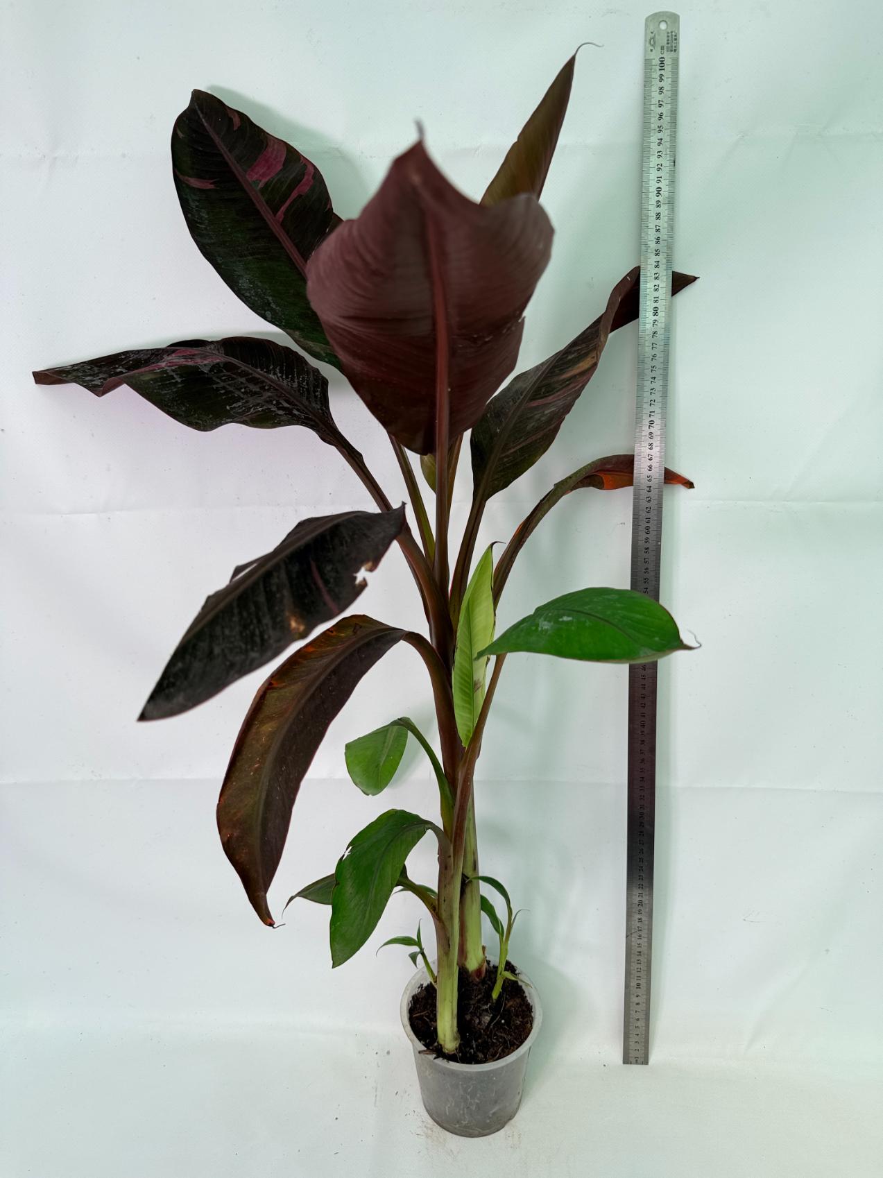 Musa banana nono variegata 1