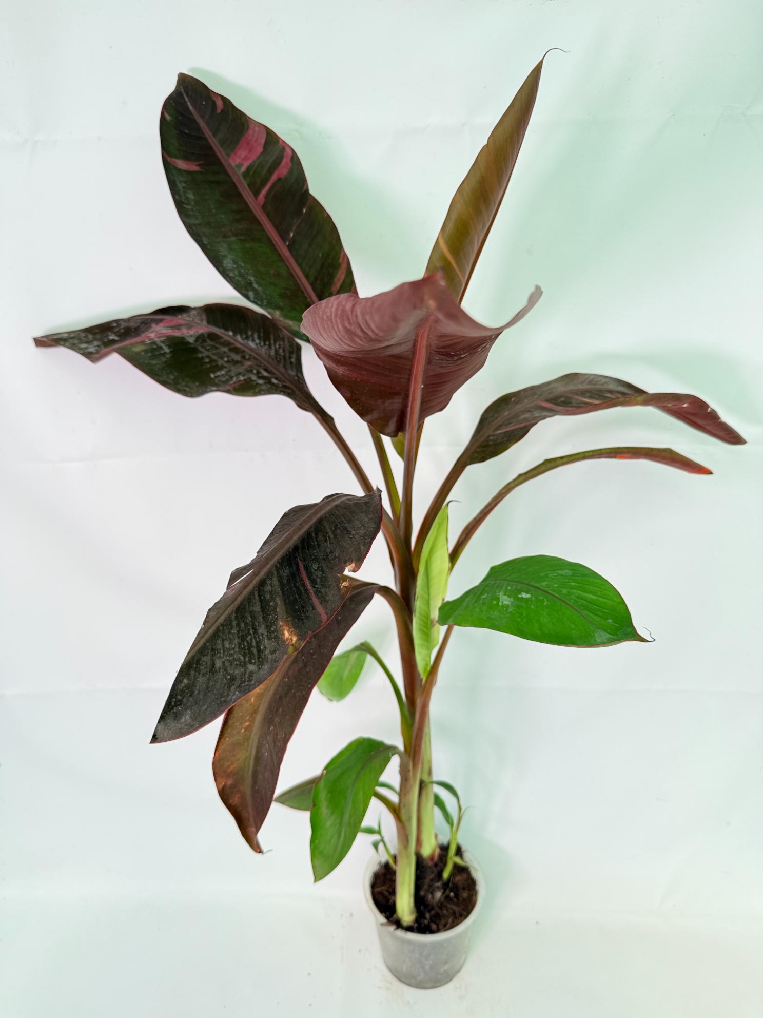 Musa banana nono variegata 9