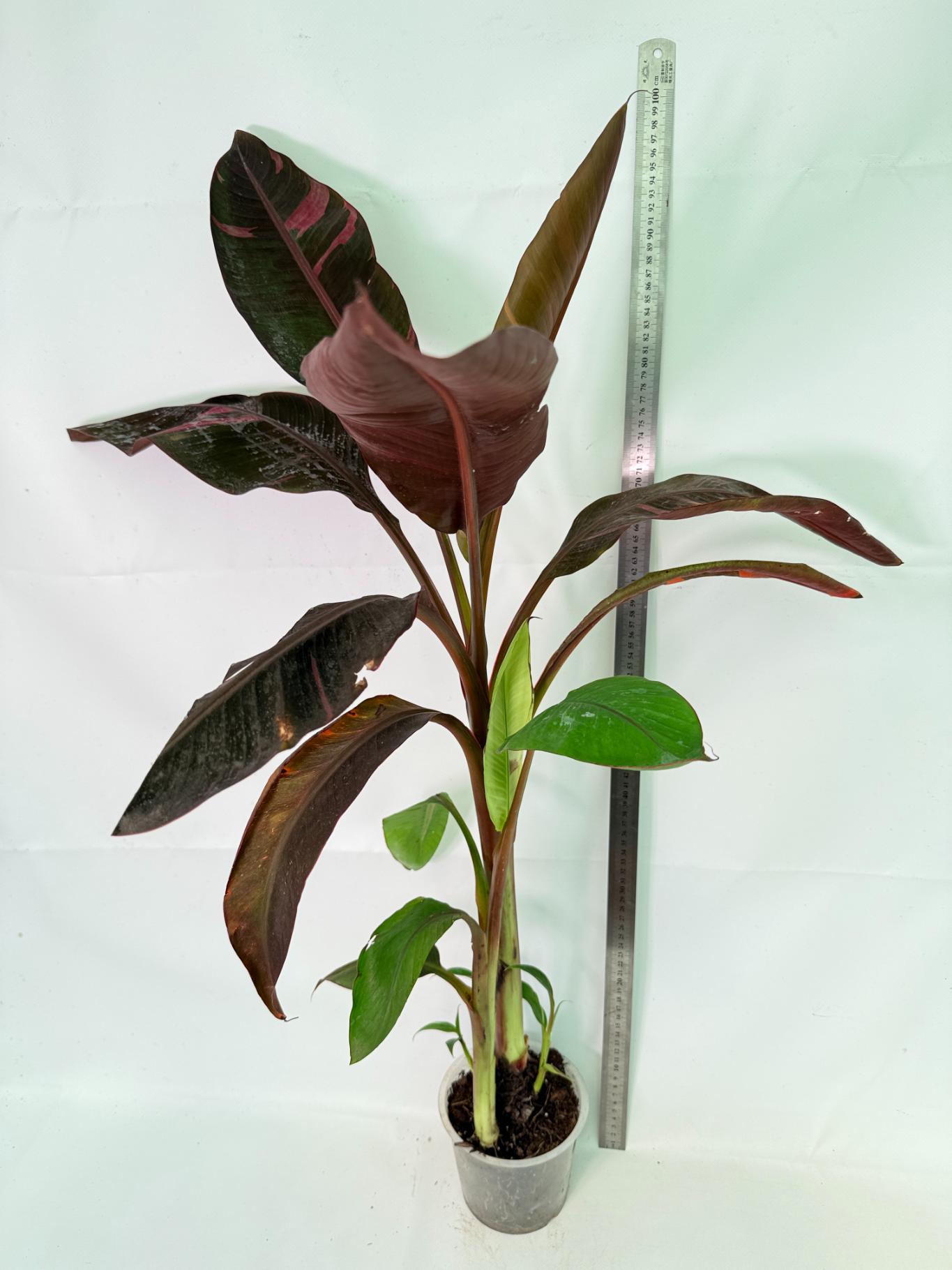 Musa banana nono variegata 11