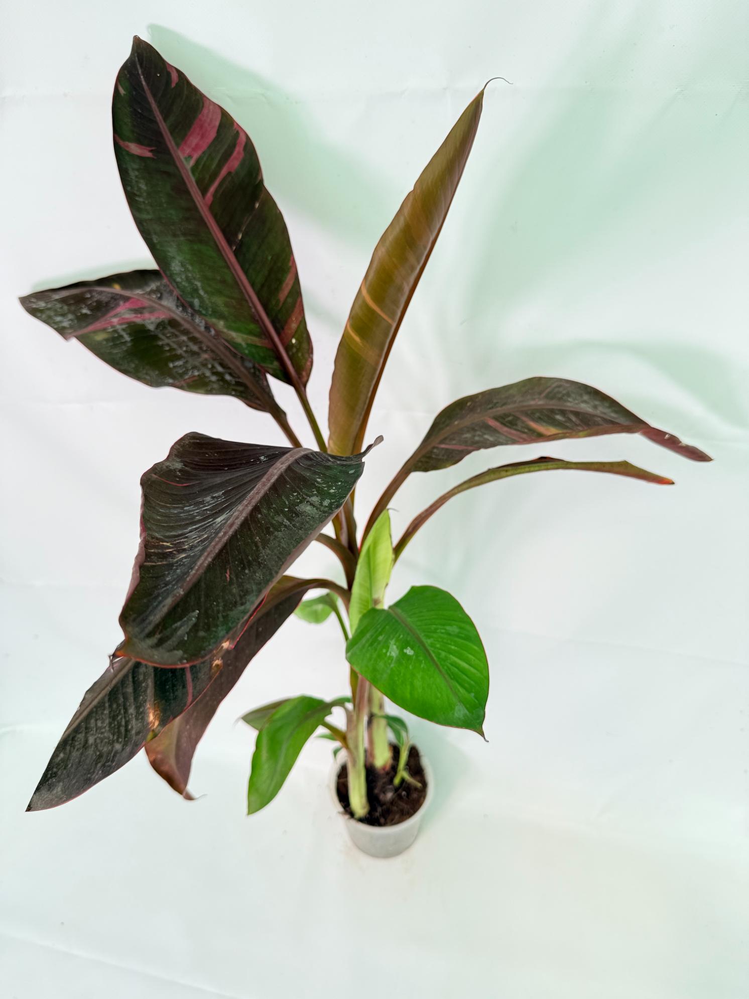 Musa banana nono variegata 12
