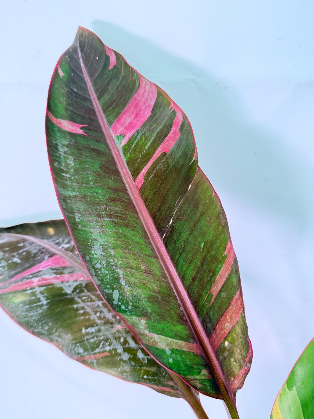 Musa banana nono variegata 2