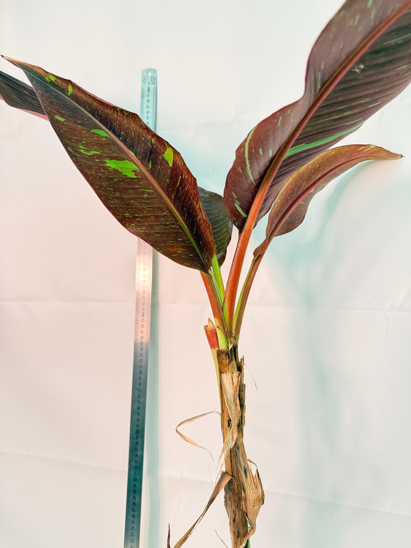 Musa siam ruby variegata 3