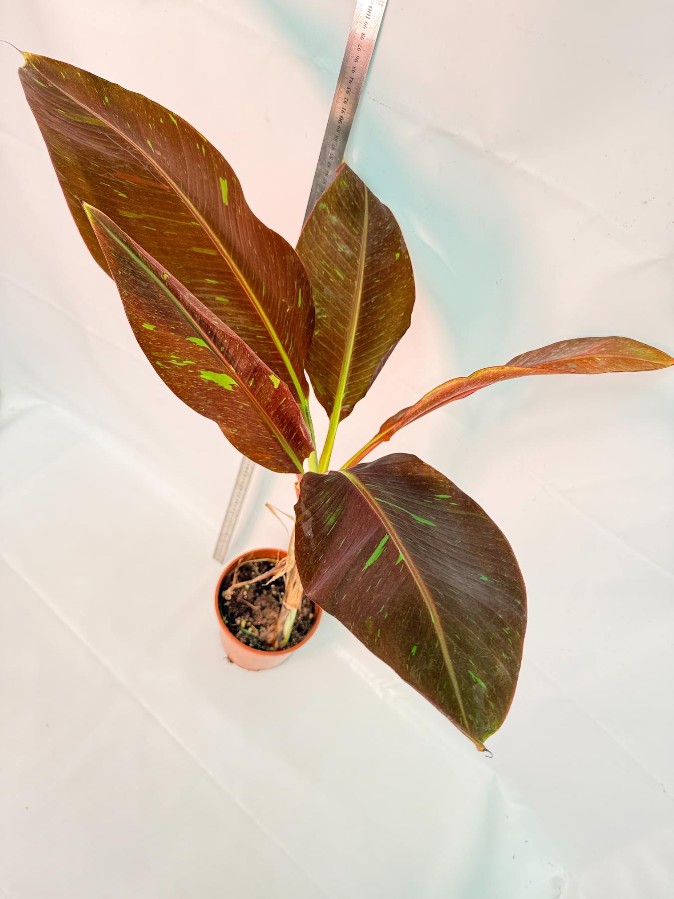 Musa siam ruby variegata 10
