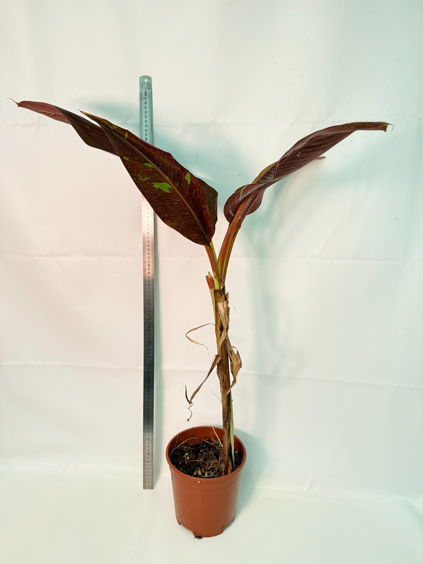 Musa siam ruby variegata 4