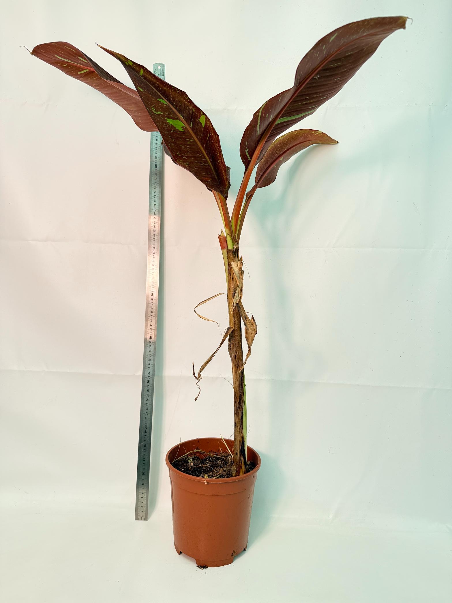Musa siam ruby variegata 1