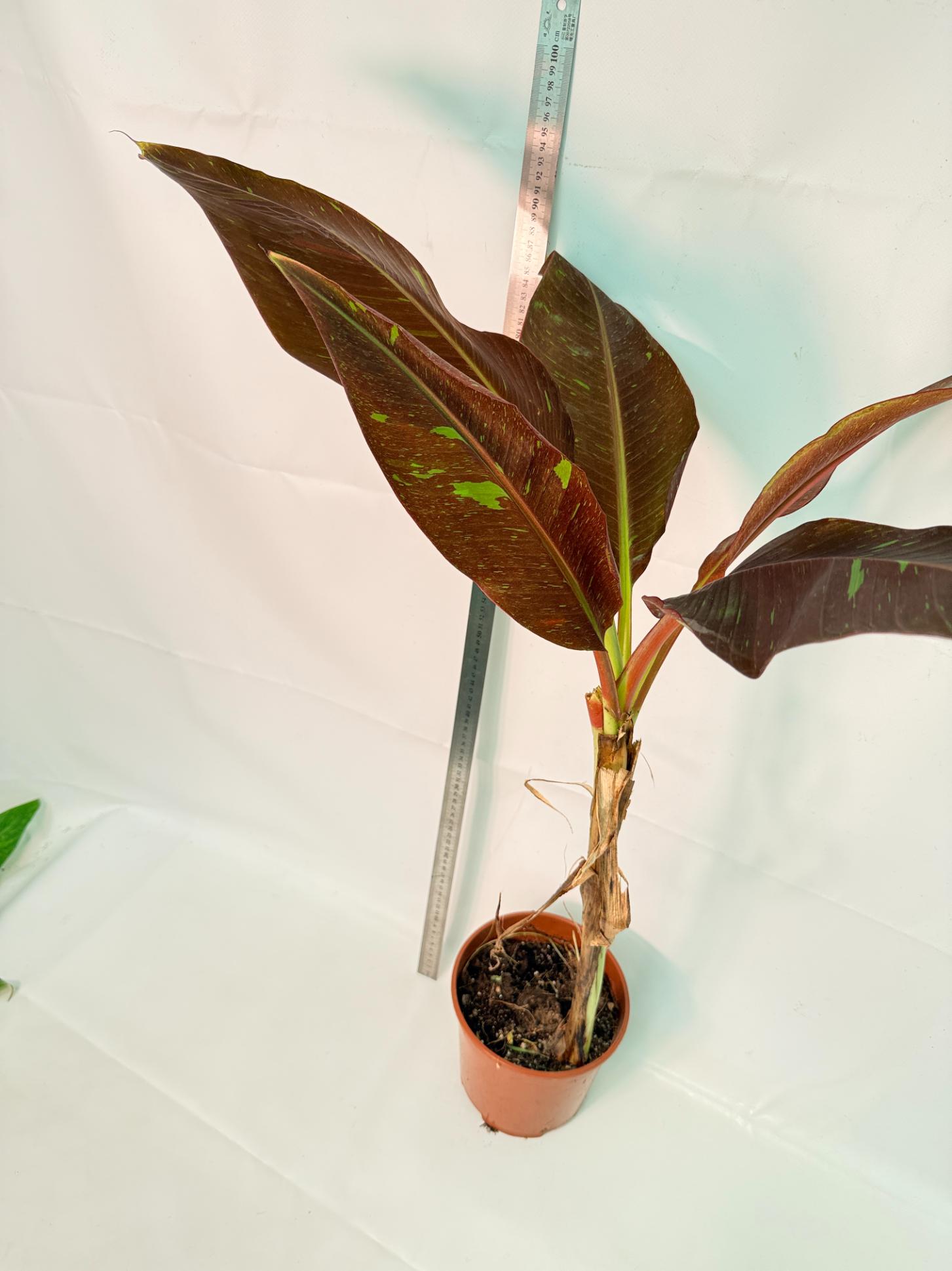 Musa siam ruby variegata 5