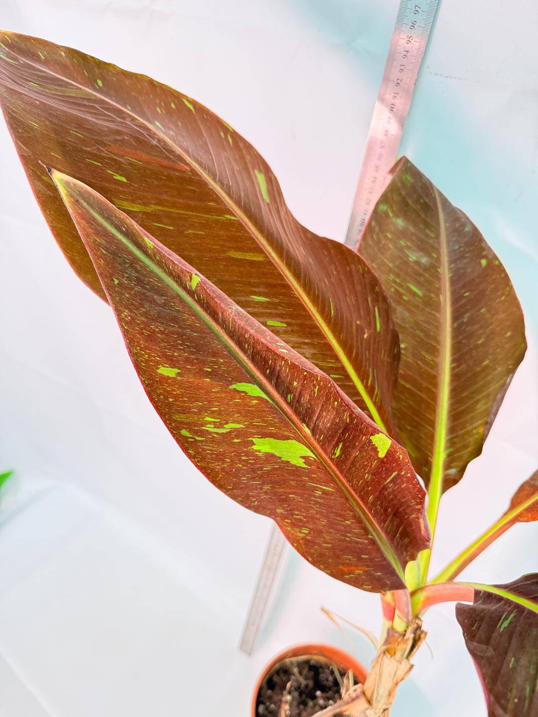 Musa siam ruby variegata 6