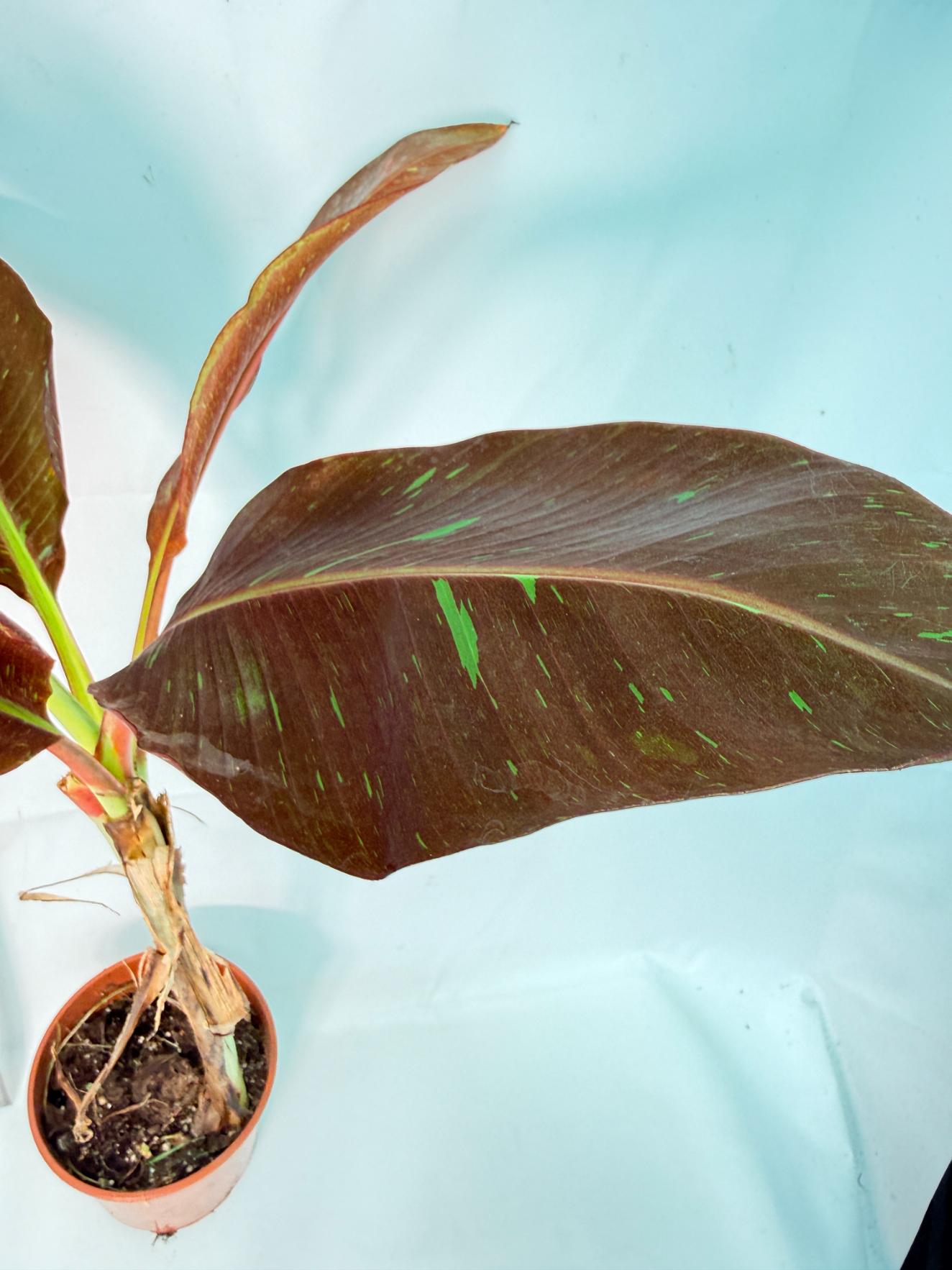 Musa siam ruby variegata 7