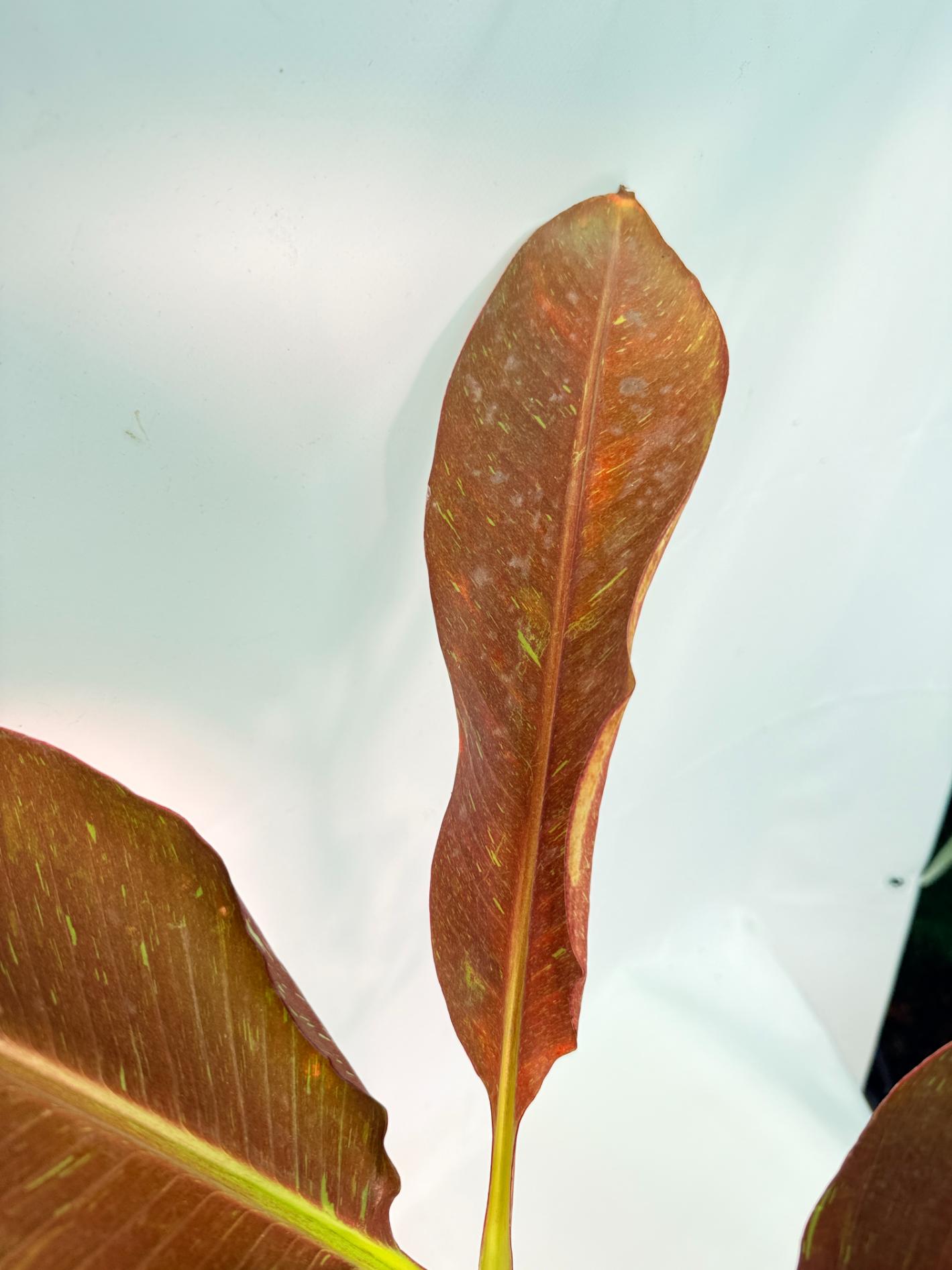Musa siam ruby variegata 8