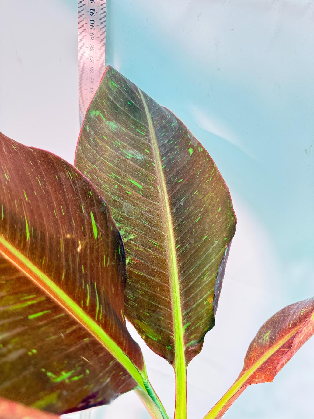 Musa siam ruby variegata 9