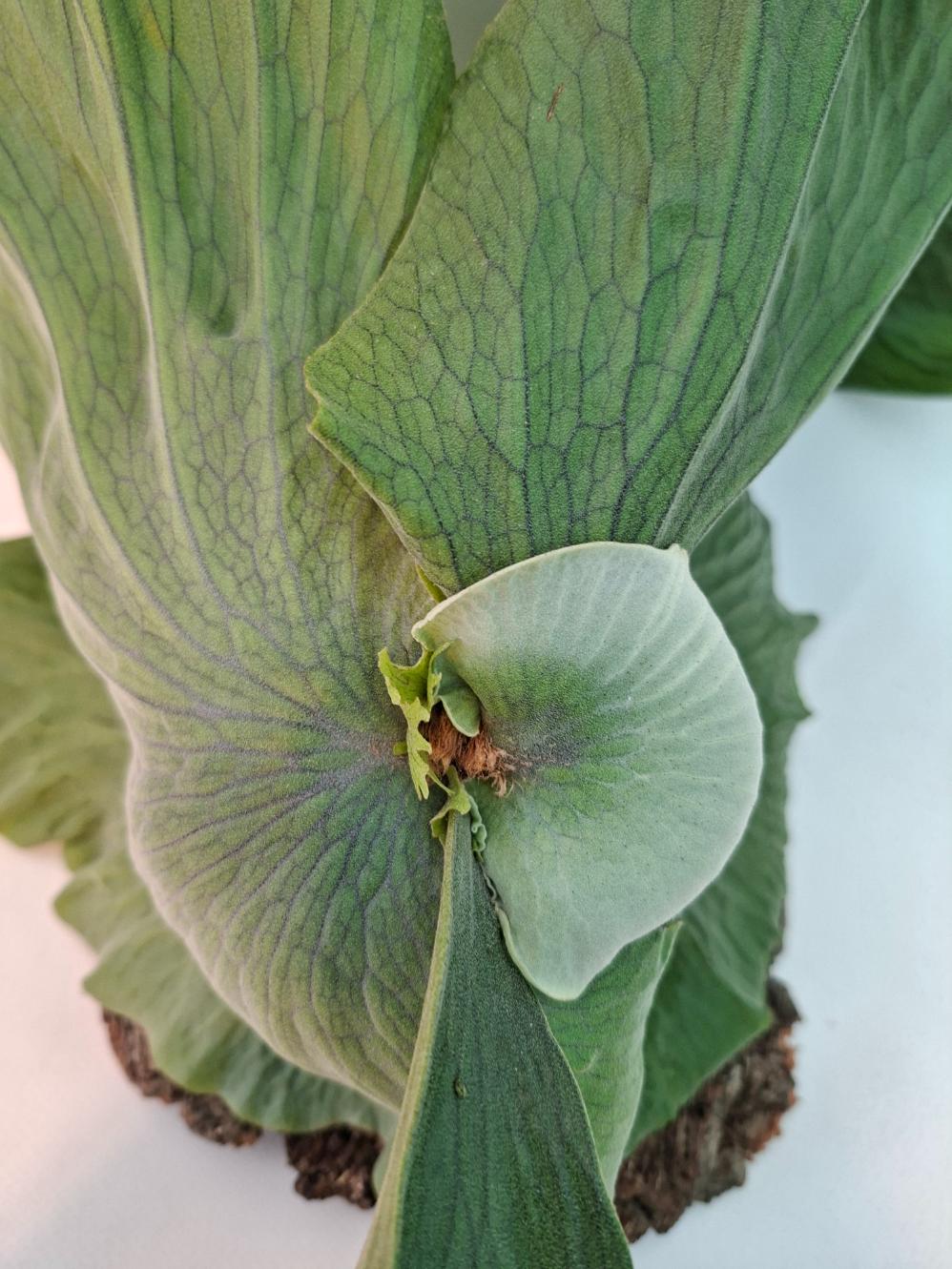 Platycerium Wandae + montado sobre una tabla