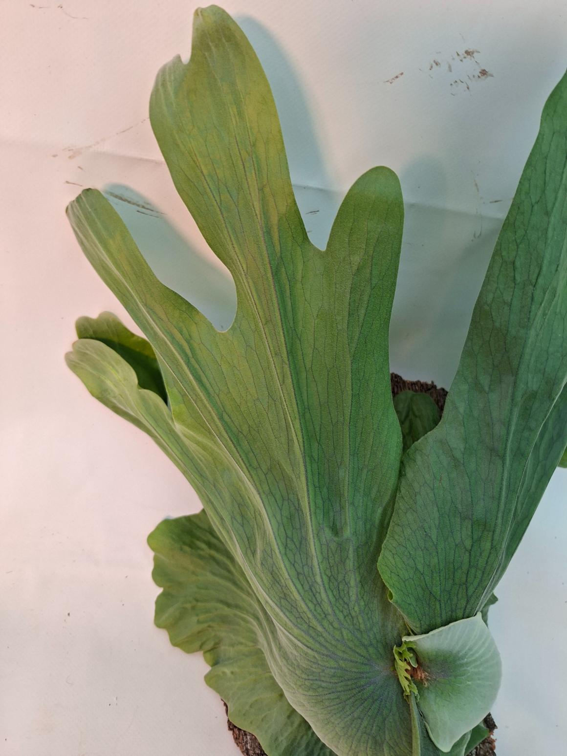 Platycerium Wandae + montado sobre una tabla