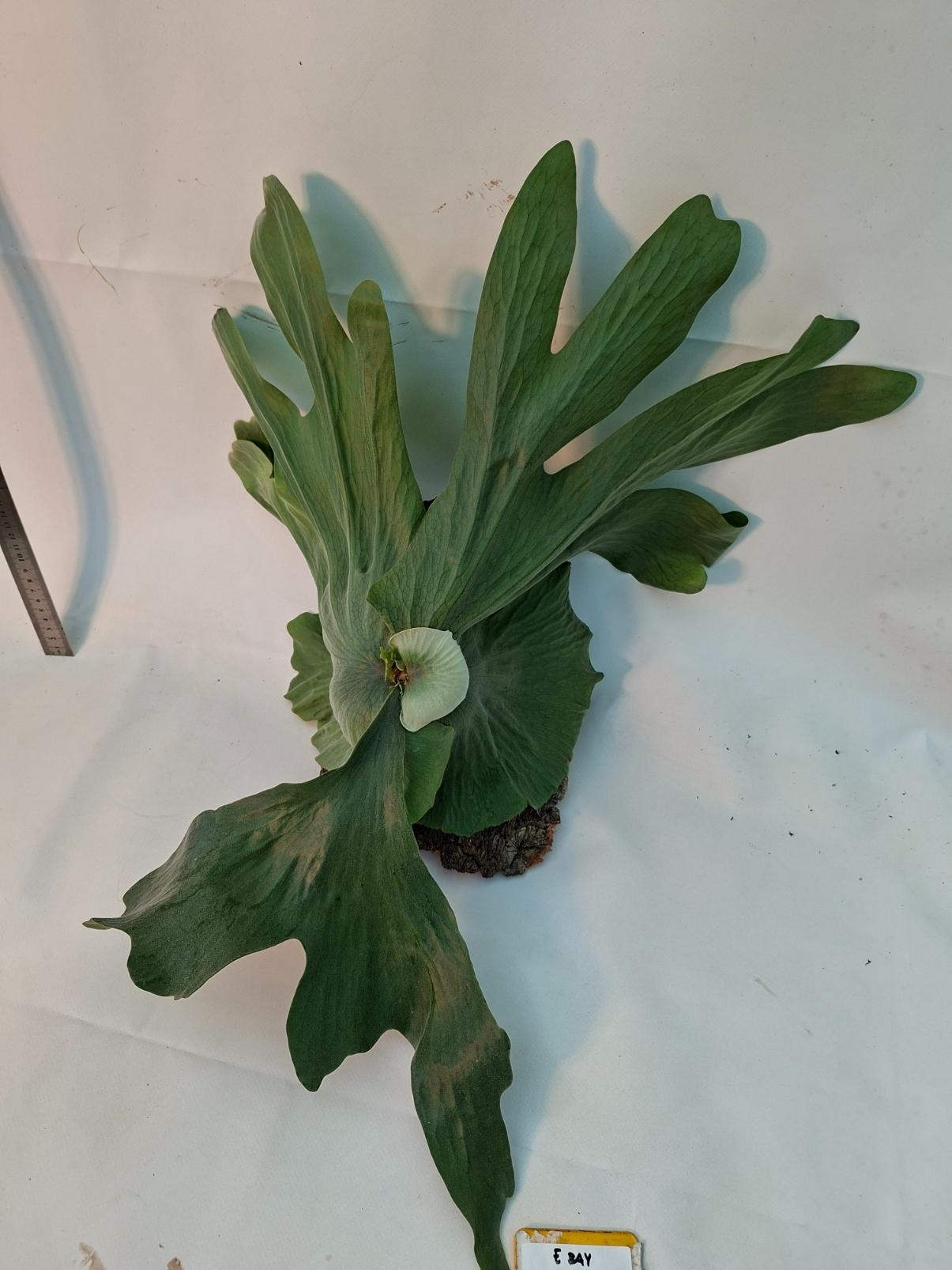 Platycerium Wandae + montado sobre una tabla