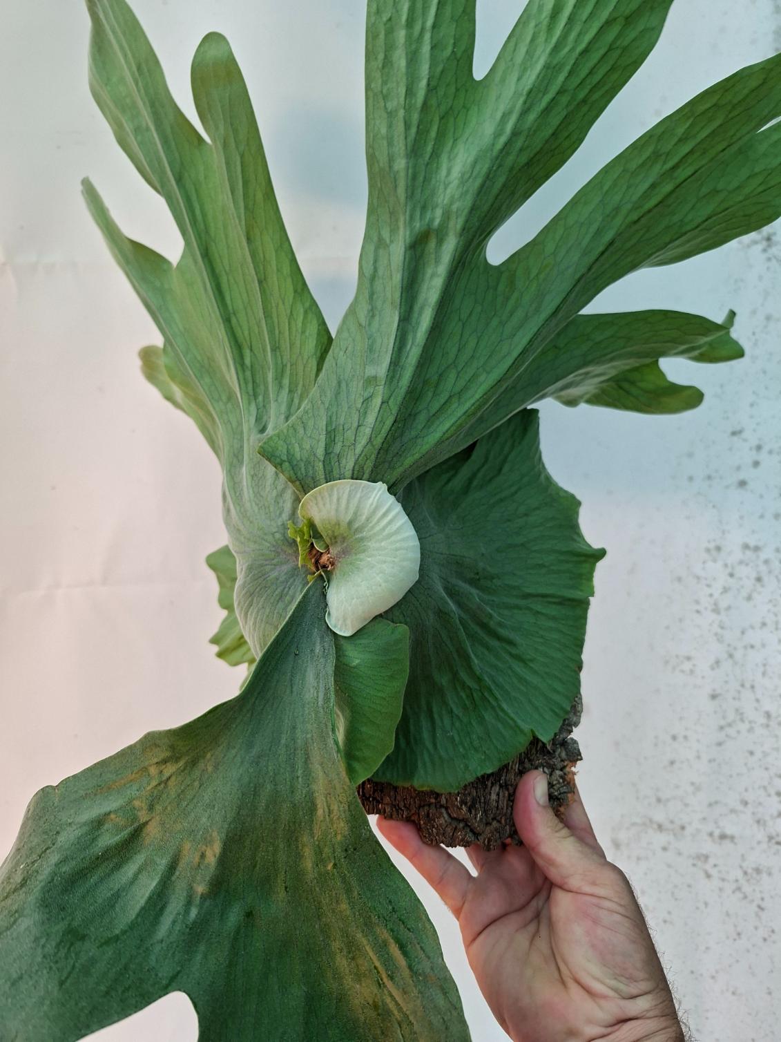 Platycerium Wandae + montado sobre una tabla