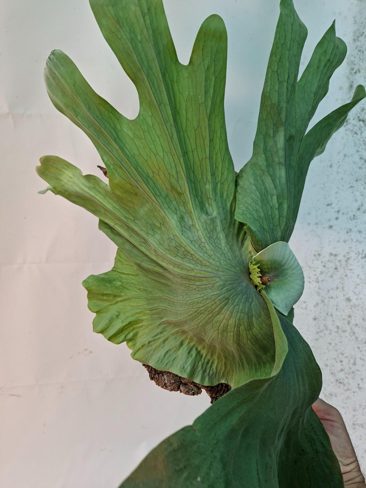 Platycerium Wandae + montado sobre una tabla
