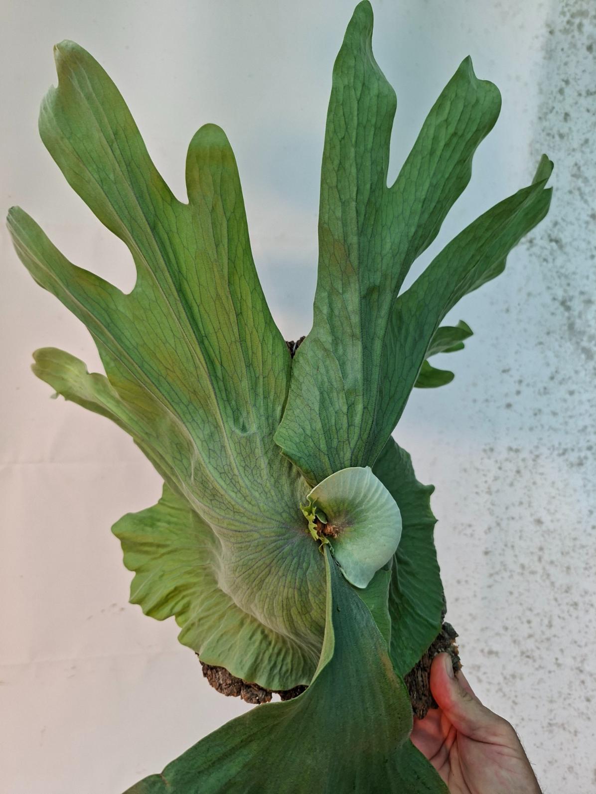 Platycerium Wandae + montado sobre una tabla
