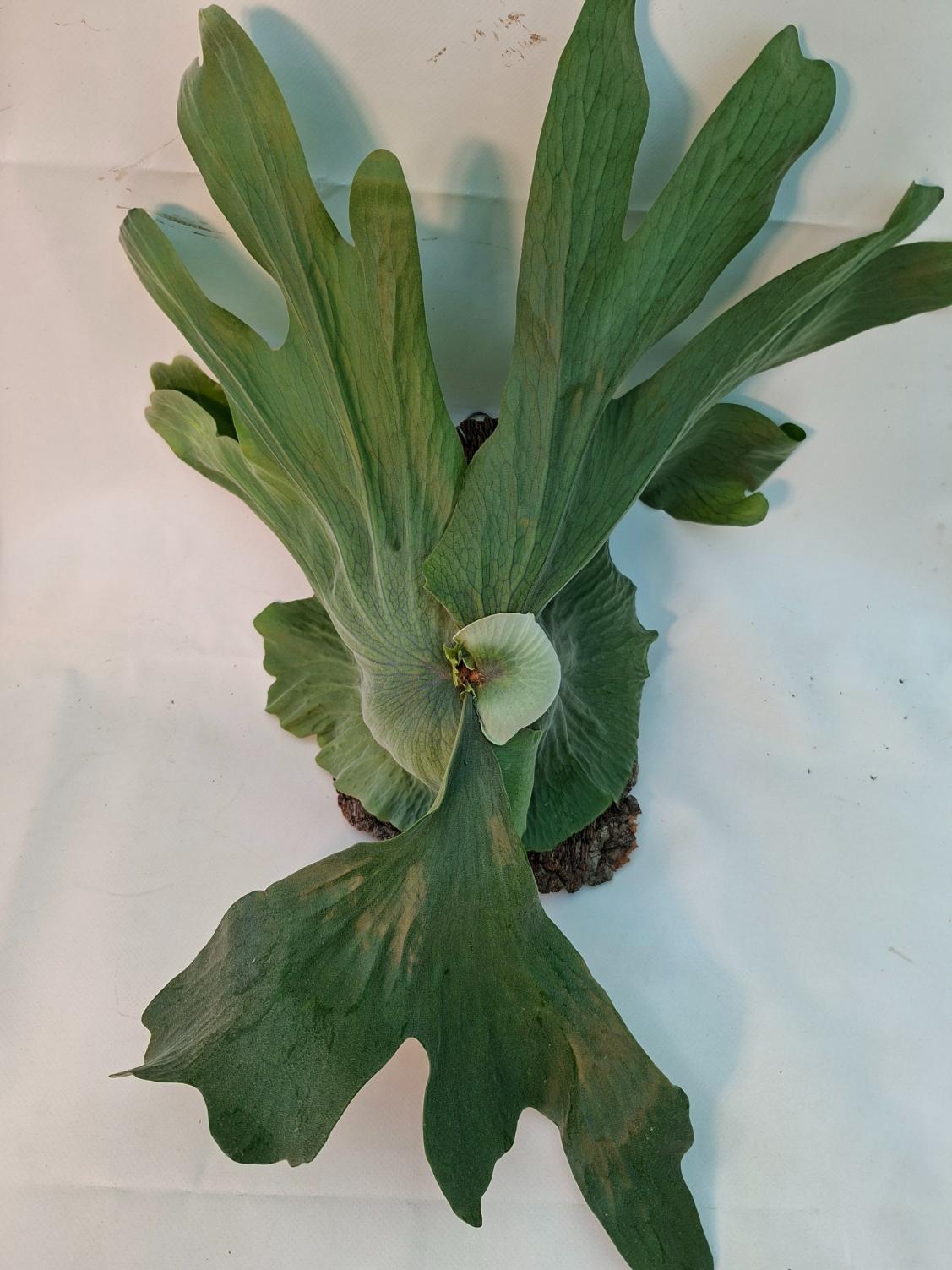 Platycerium Wandae + montado sobre una tabla