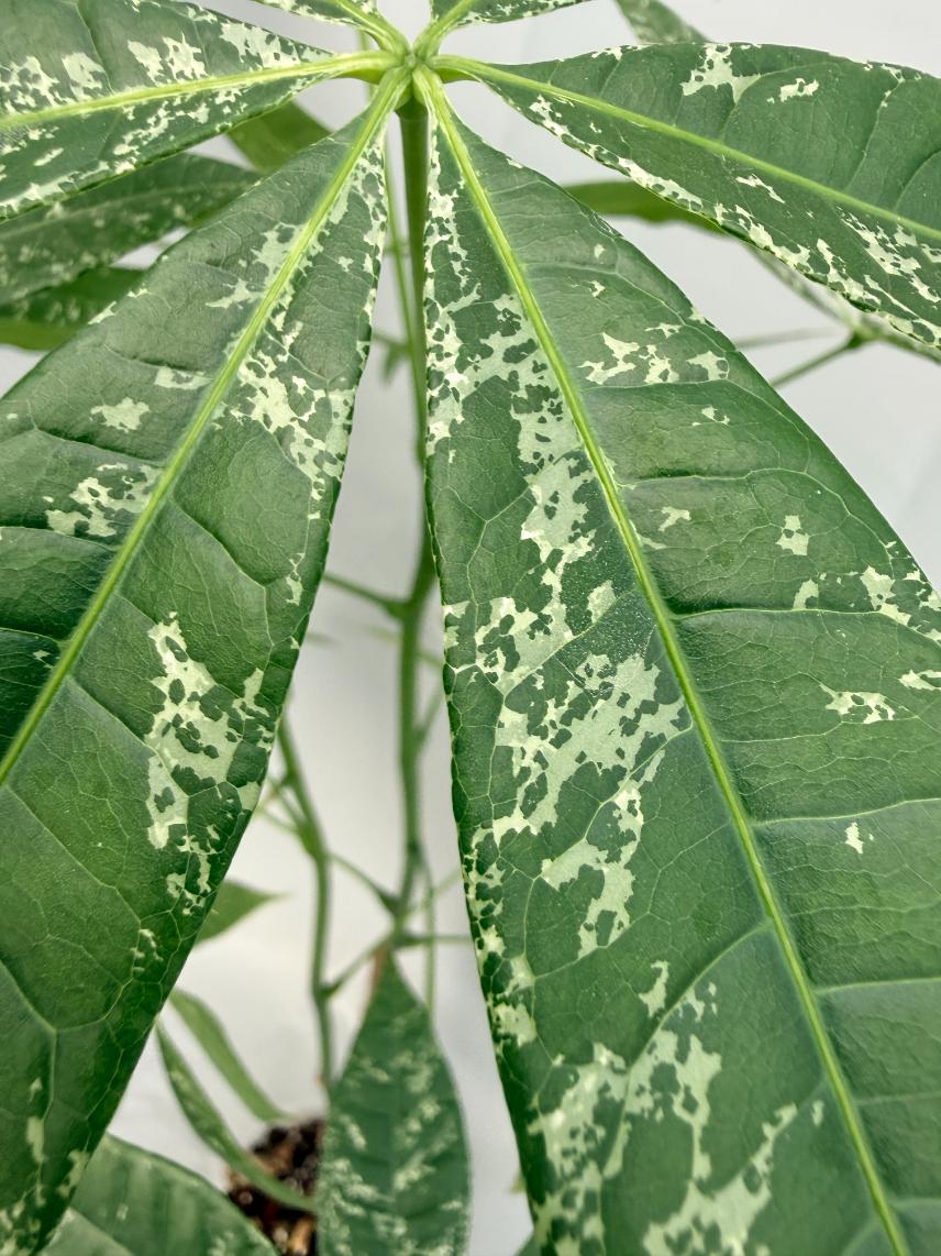 Pachira glabra milky way variegata 07