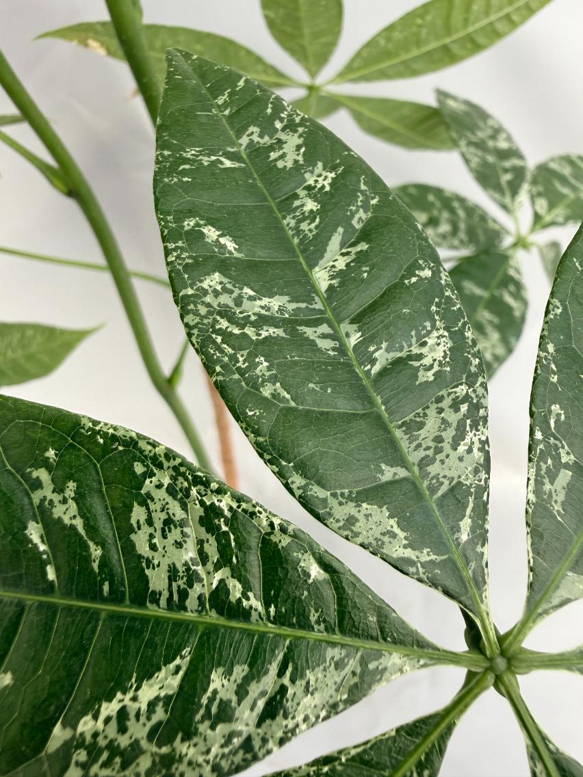 Pachira glabra milky way variegata 08
