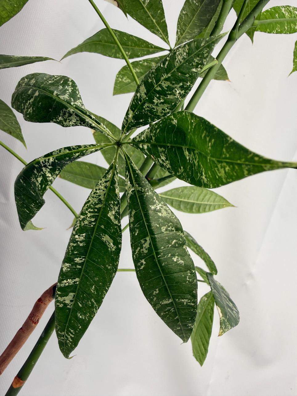 Pachira glabra milky way variegata 09