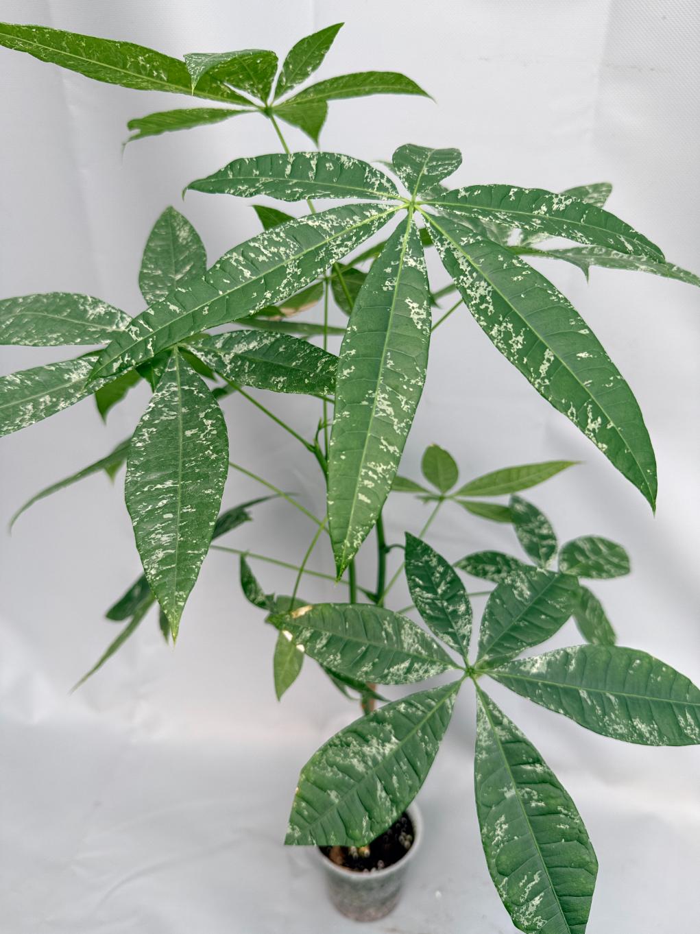 Pachira glabra milky way variegata 01