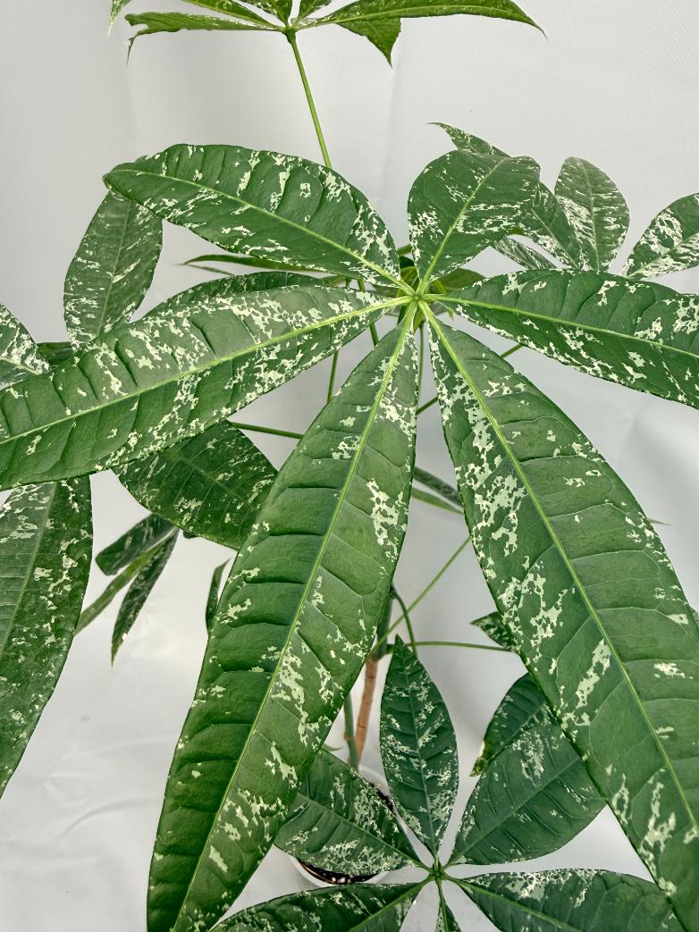 Pachira glabra milky way variegata 02