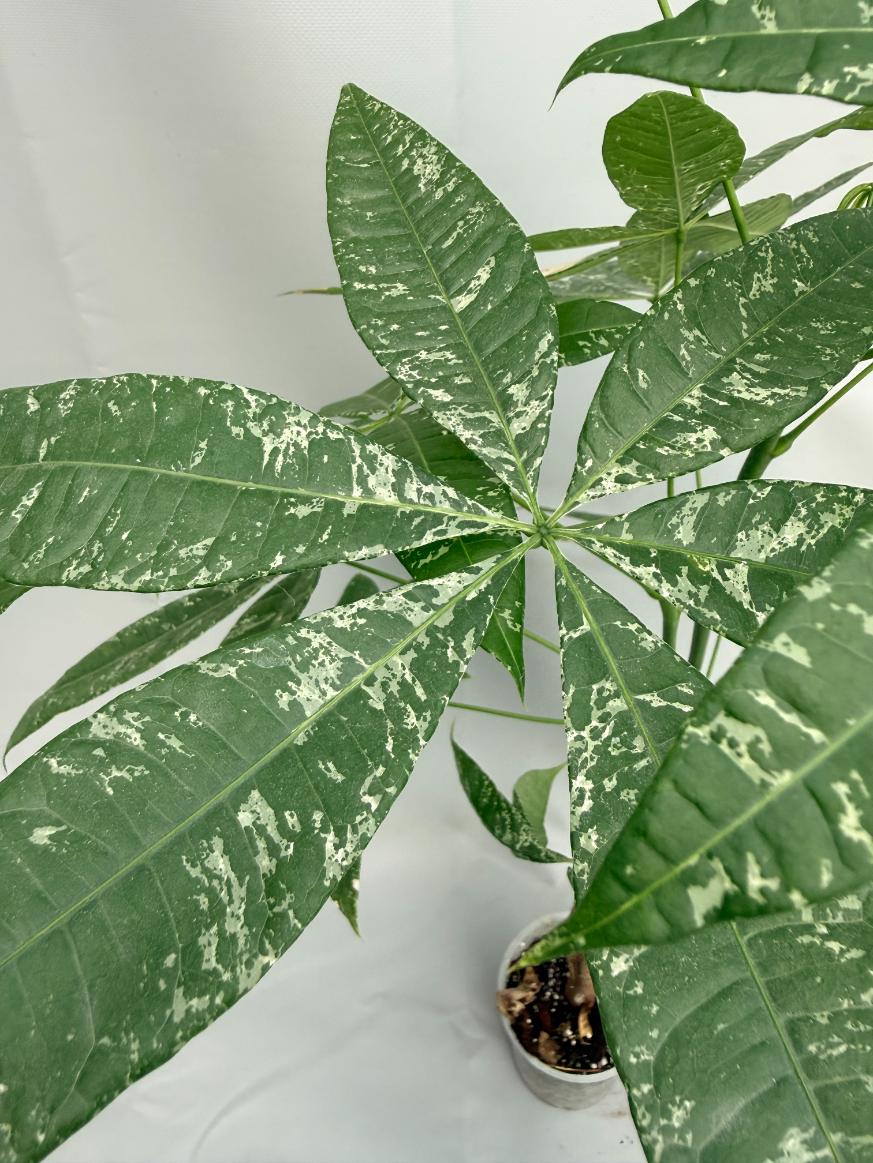 Pachira glabra milky way variegata 03