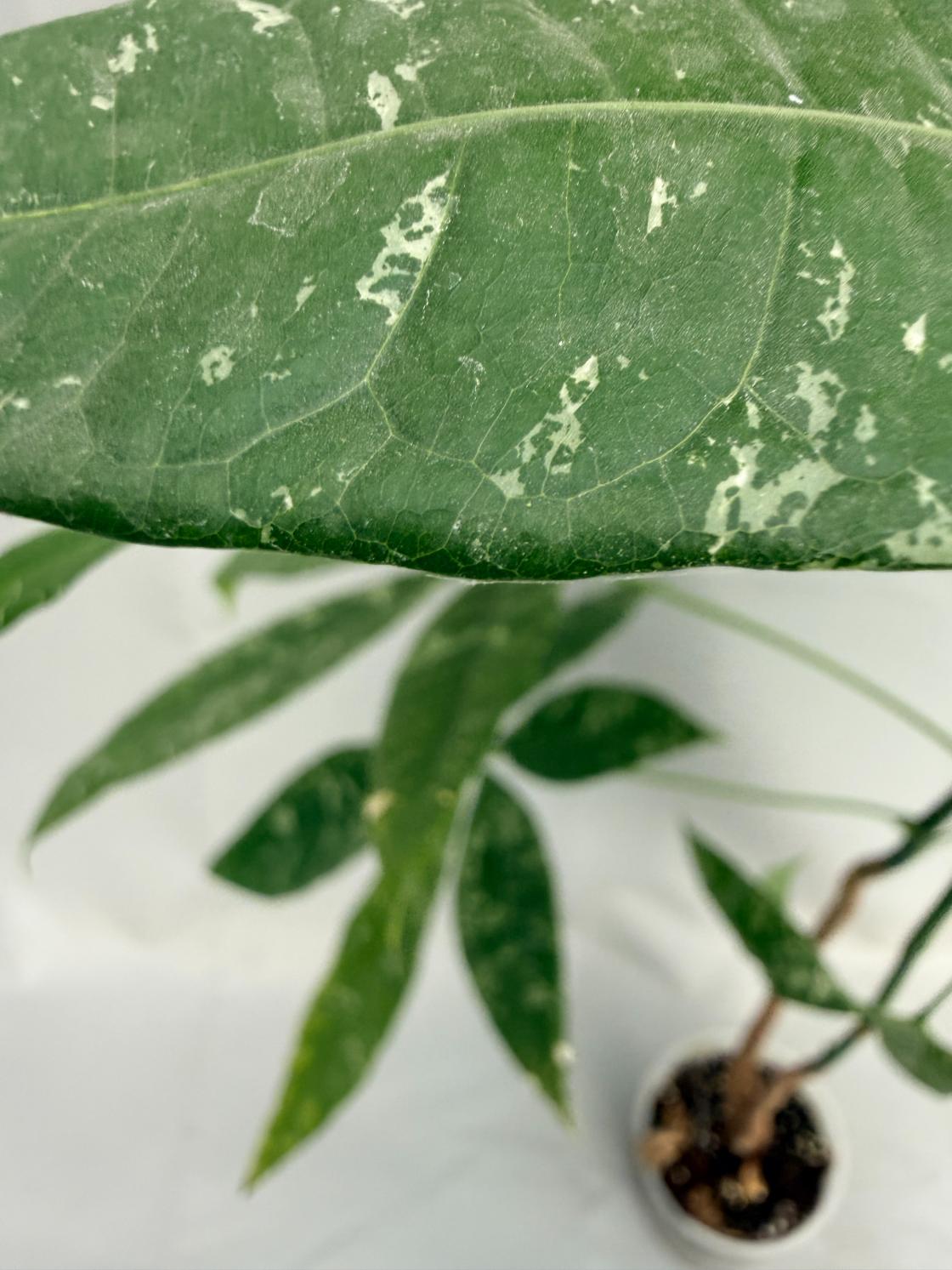 Pachira glabra milky way variegata 04
