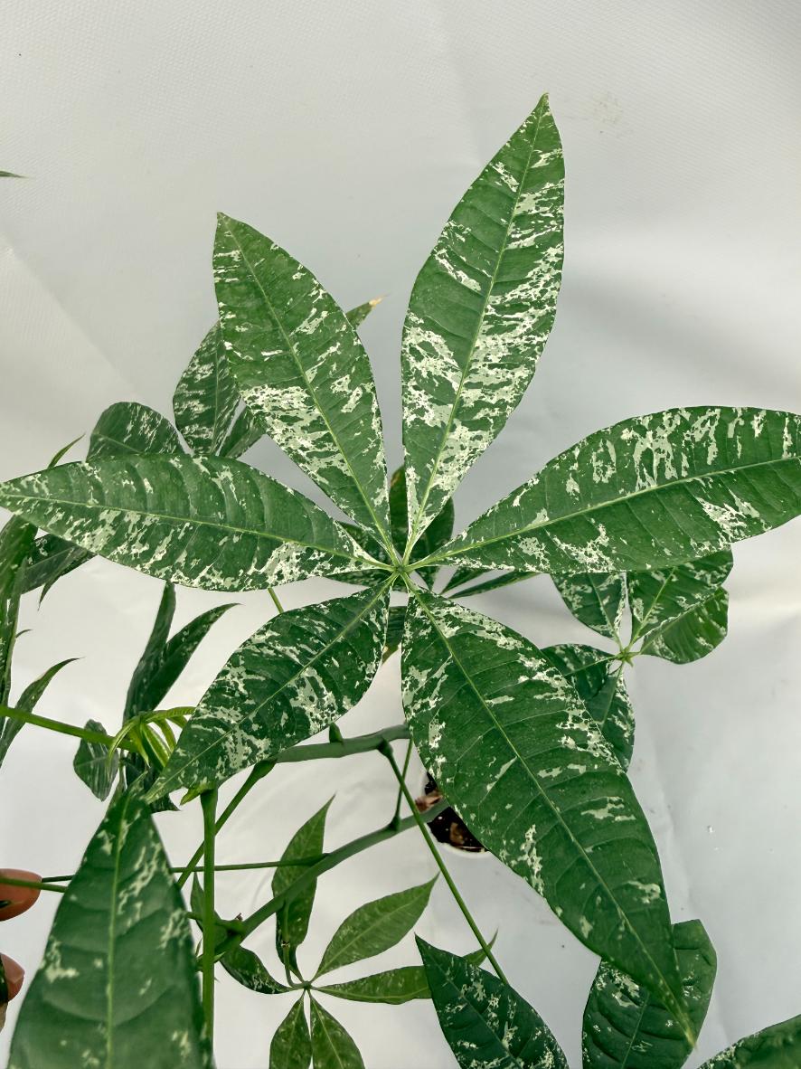 Pachira glabra milky way variegata 05
