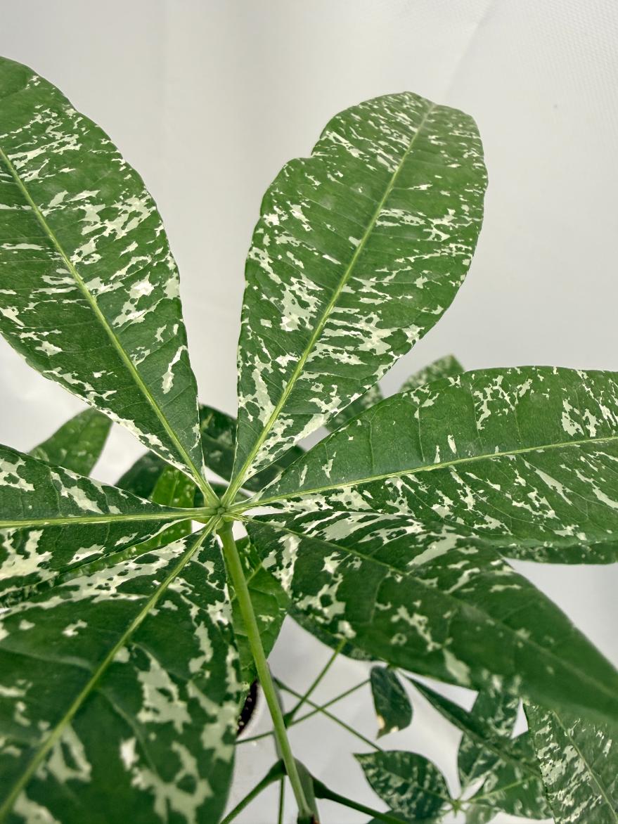 Pachira glabra milky way variegata 06