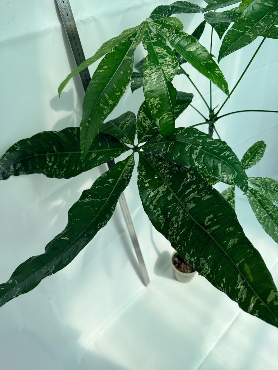 Pachira glabra milky way variegata 9