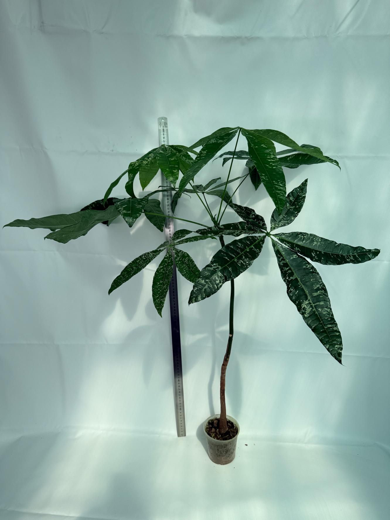 Pachira glabra milky way variegata 1