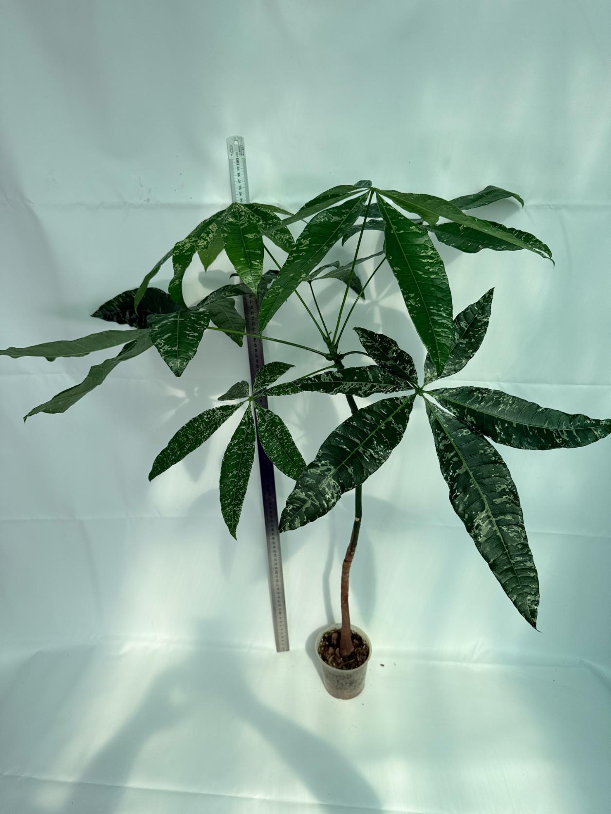 Pachira glabra milky way variegata 3