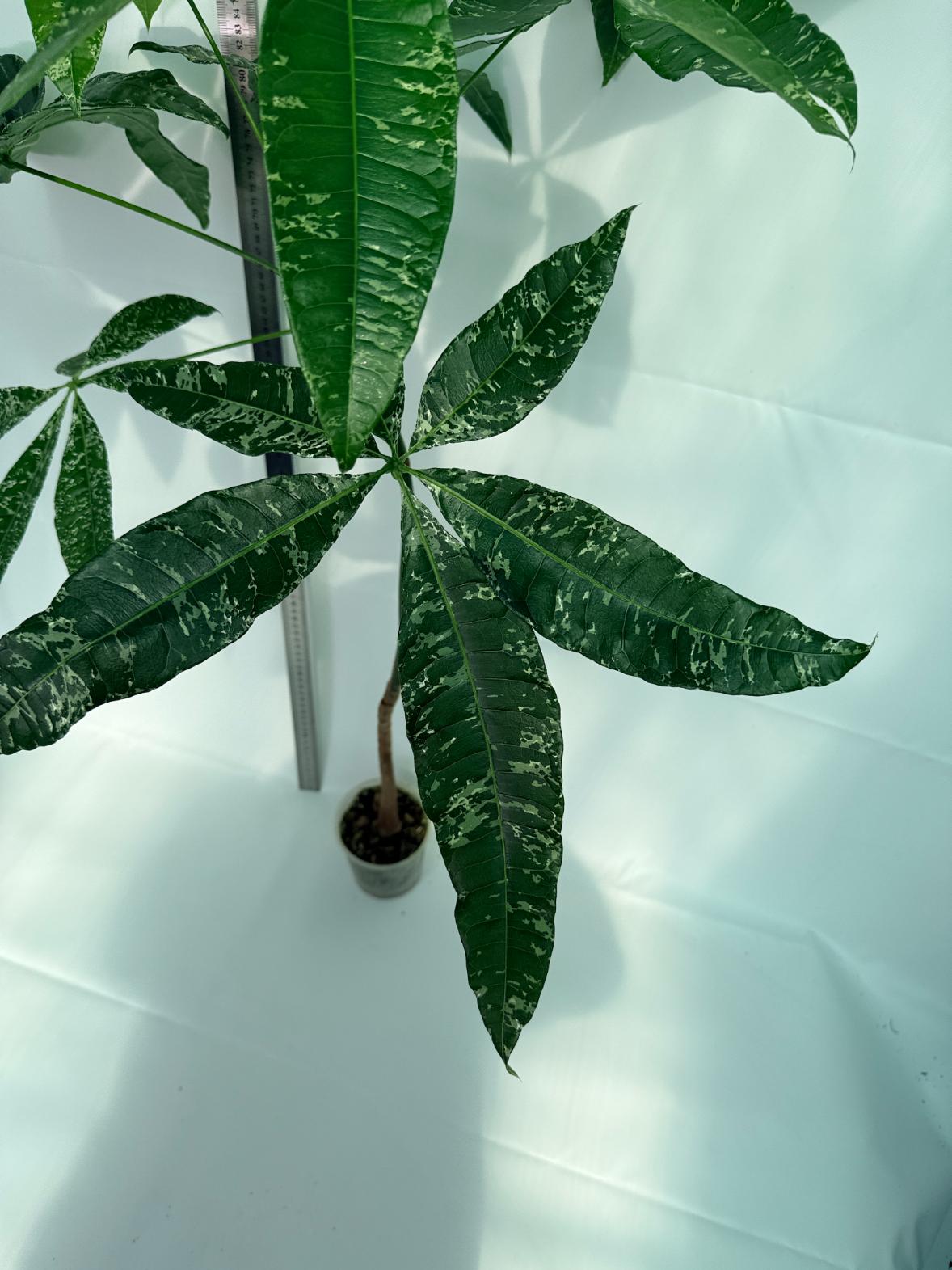 Pachira glabra milky way variegata 4