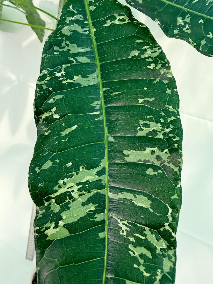 Pachira glabra milky way variegata 5
