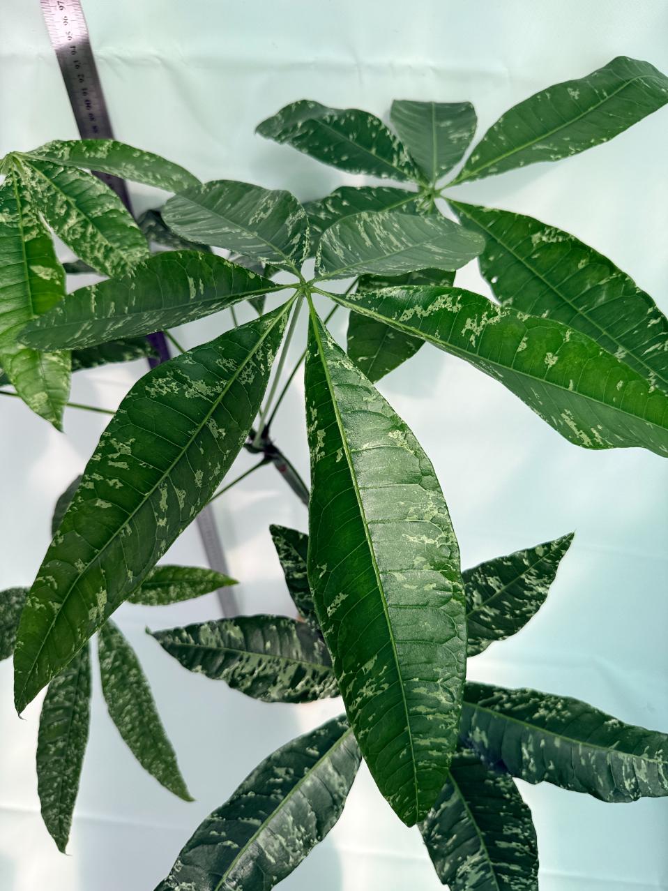 Pachira glabra milky way variegata 6