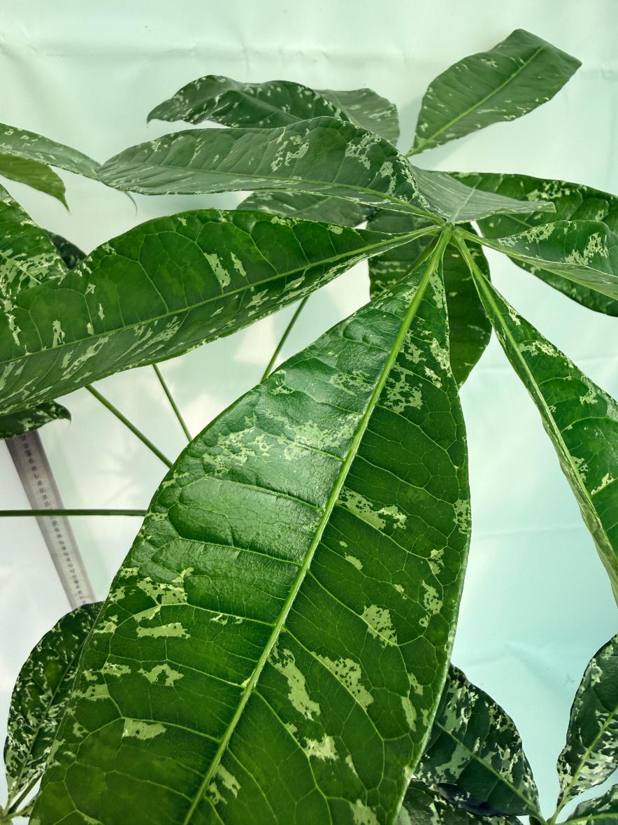 Pachira glabra milky way variegata 7