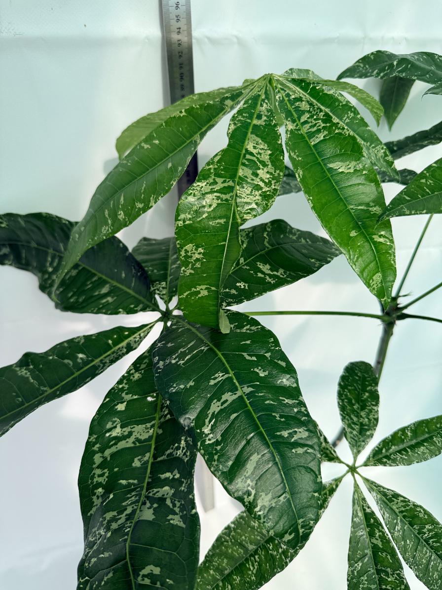 Pachira glabra milky way variegata 8