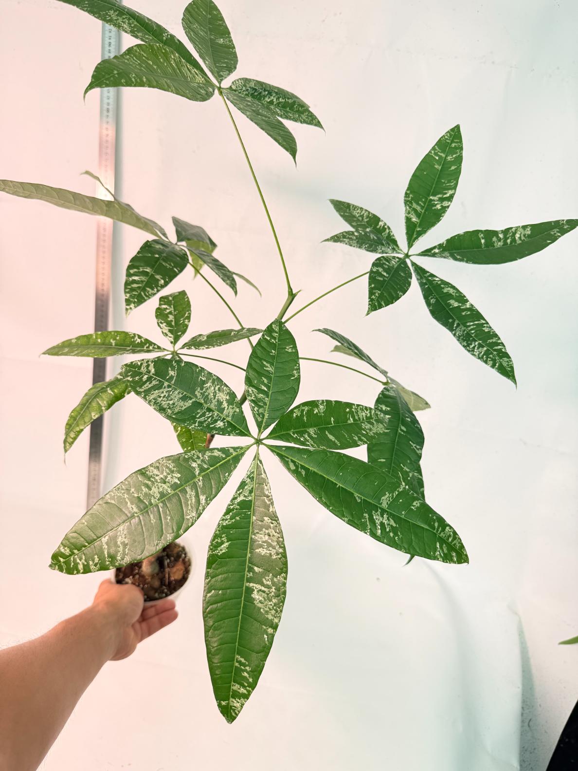 Pachira glabra milky way variegata 4