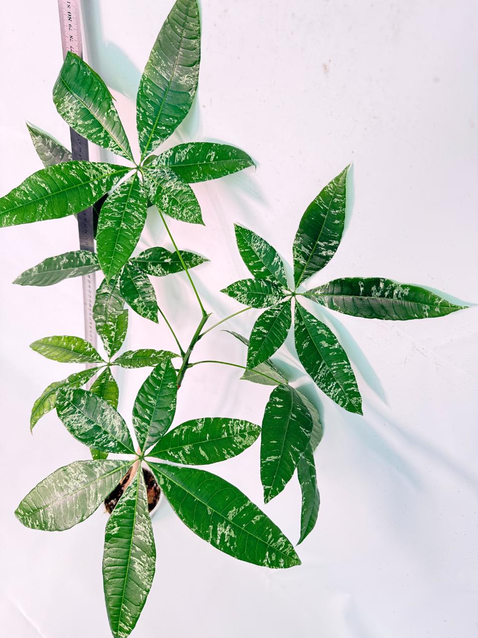 Pachira glabra milky way variegata 11