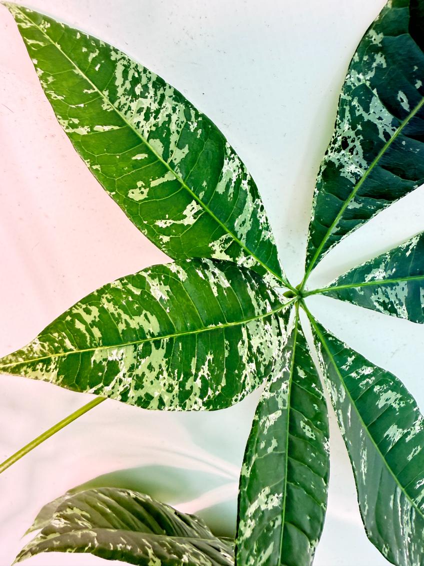 Pachira glabra milky way variegata 7