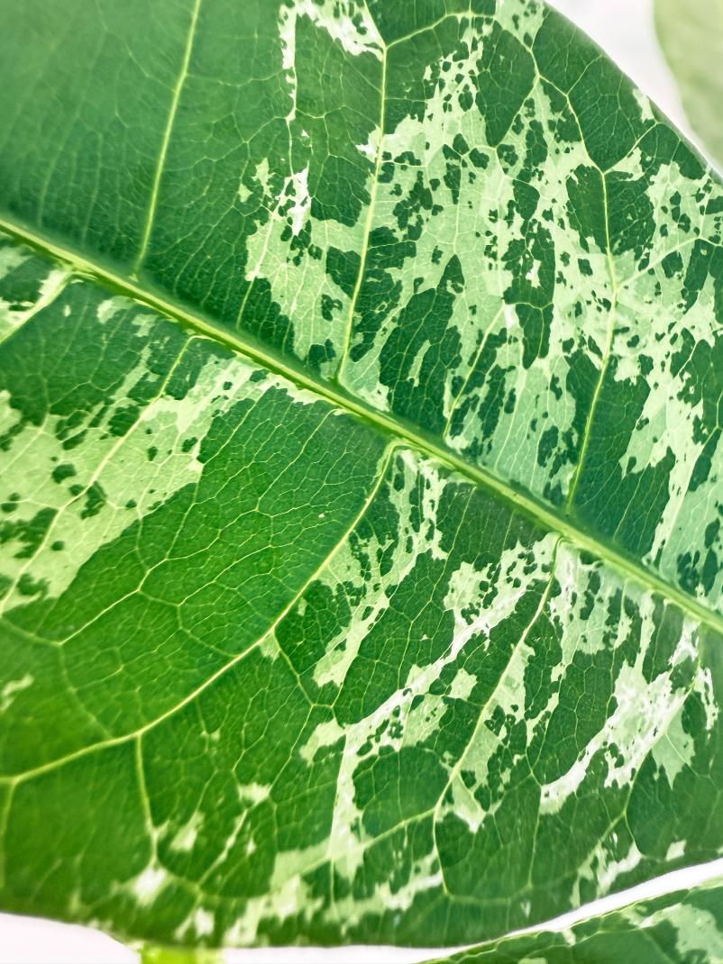 Pachira glabra milky way variegata 5