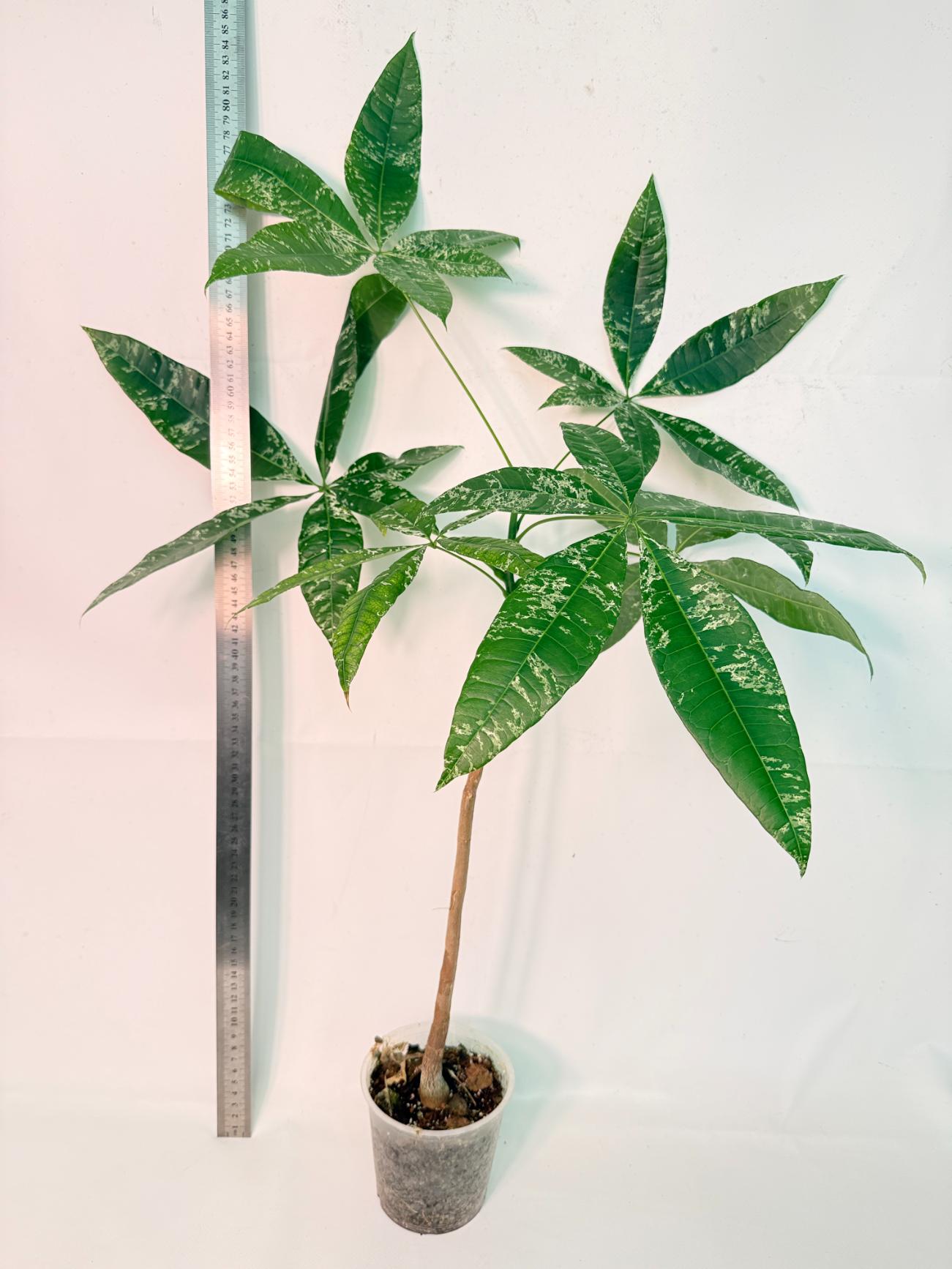 Pachira glabra milky way variegata 1