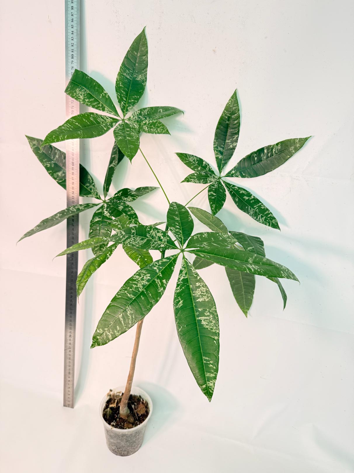 Pachira glabra milky way variegata 6